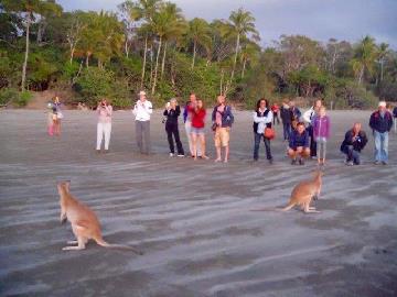 Roos on the beach